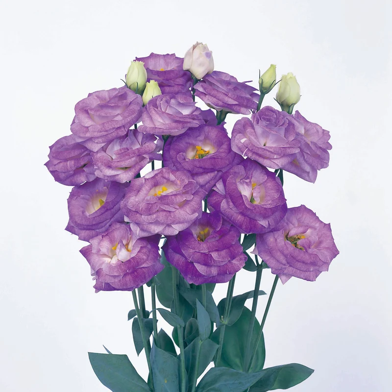 Lisianthus Rosita 2 Blue Flash Seeds, Stunning Blue-Purple Blooms for Gardens & Bouquets