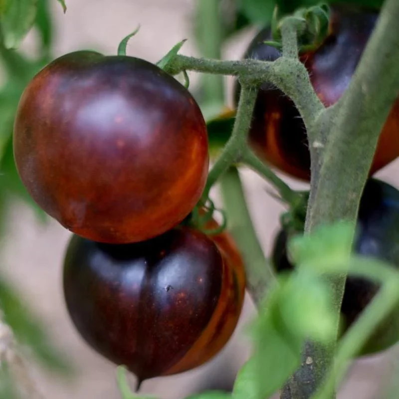 Blue Beauty Tomato Seeds – Heirloom, Organic, High-Yield & Stunning Color