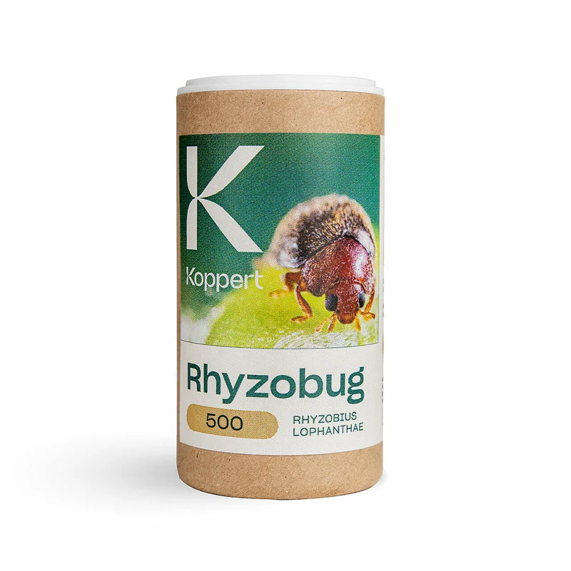 Koppert RHIZOBUG — contre cochenilles à bouclier