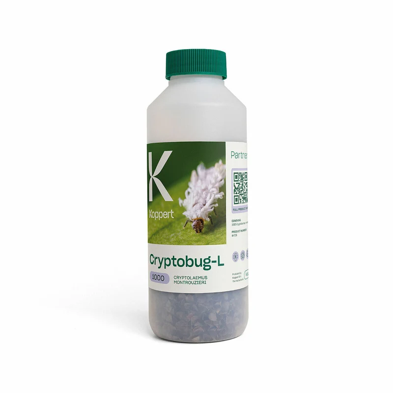 Koppert CRYPTOBUG-L — contre cochenilles farineuses