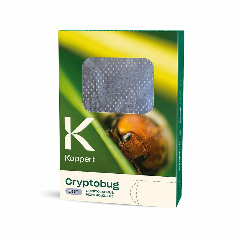 Koppert CRYPTOBUG — contre cochenilles farineuses