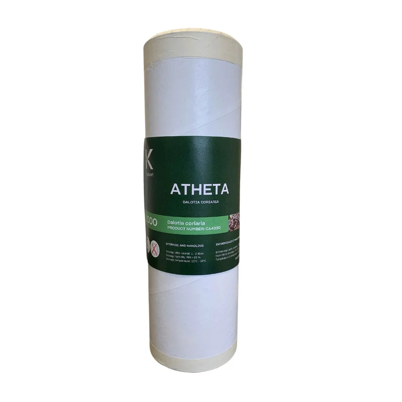 Koppert ATHETA — contre moucherons du terreau