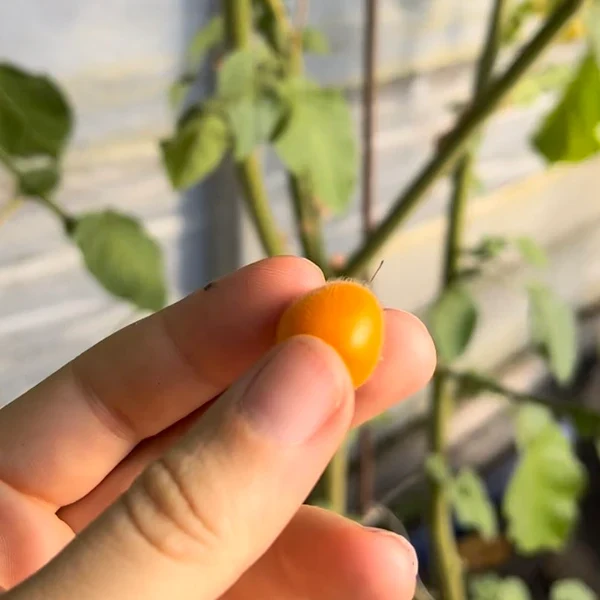 Tamarillo nain ( Solanum abutiloides )