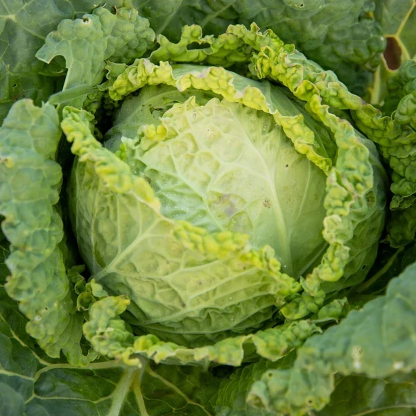 Chou pommé Savoie ‘Winter King’ ( Brassica oleracea var. sabauda )