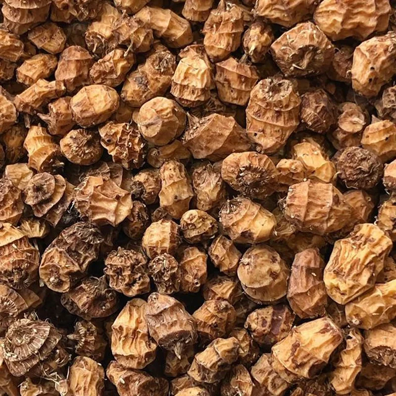 Souchet comestible ( Cyperus esculentus var. sativus )