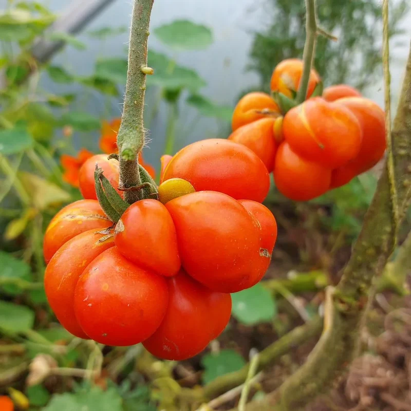 Reisetomate Tomato Seeds – Unique Clustered Heirloom Tomato