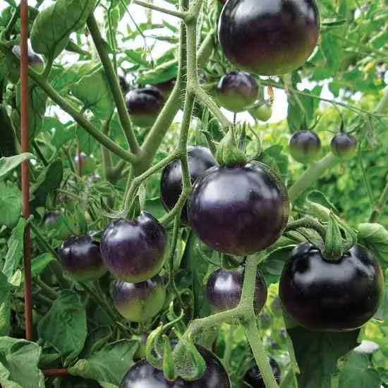 Indigo Rose Tomato Seeds – Organic, High-Yield, Deep Purple Heirloom Variety