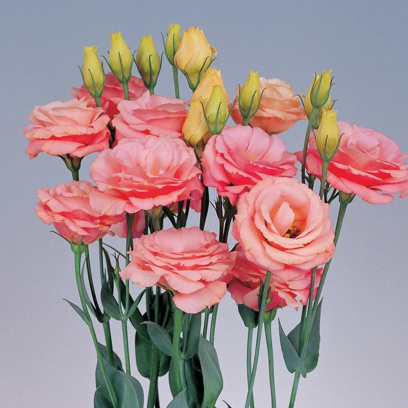 Lisianthus Rosita 2 Apricot Seeds, Soft Apricot Blooms for Elegant Gardens & Bouquets