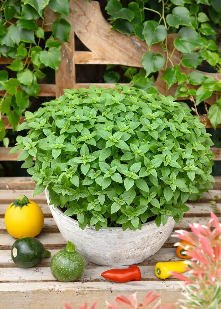 Spicy Globe Basil Seeds – Compact Heirloom, Aromatic Culinary Herb for Home & Garden