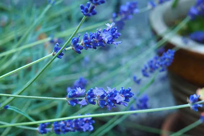 Lavender Blue Seeds – Bluish Purple Blooms for Garden Planting & Aromatic Use
