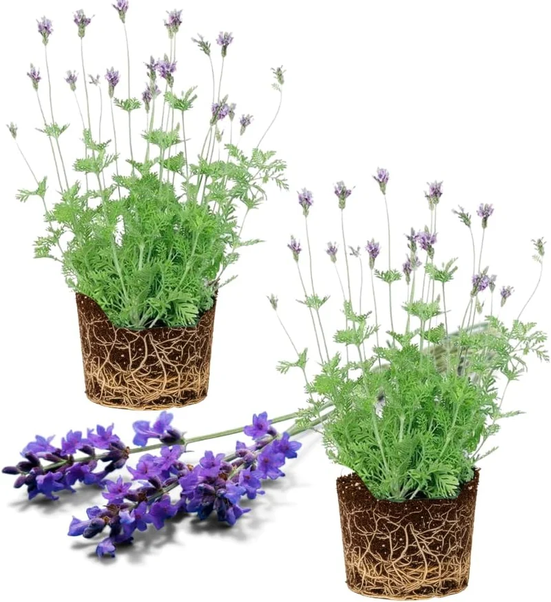Lavender Blue Seeds – Bluish Purple Blooms for Garden Planting & Aromatic Use