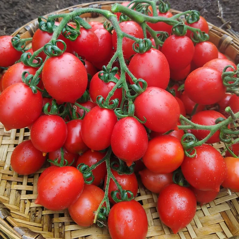 Principe Borghese Tomato Seeds – Heirloom Italian Drying Tomato for Rich Flavor