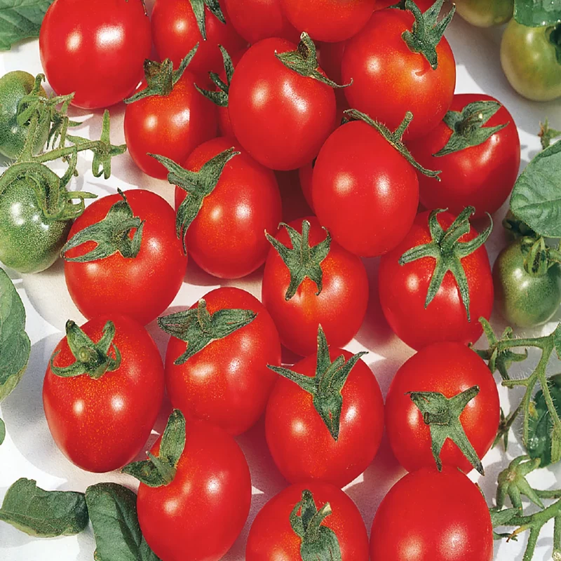 Principe Borghese Tomato Seeds – Heirloom Italian Drying Tomato for Rich Flavor