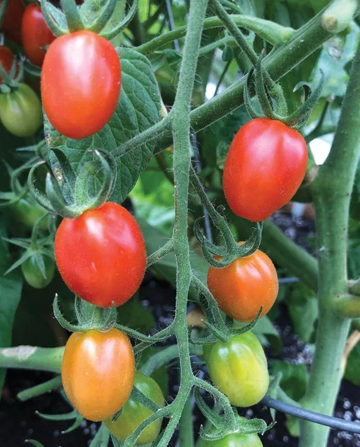 Principe Borghese Tomato Seeds – Heirloom Italian Drying Tomato for Rich Flavor