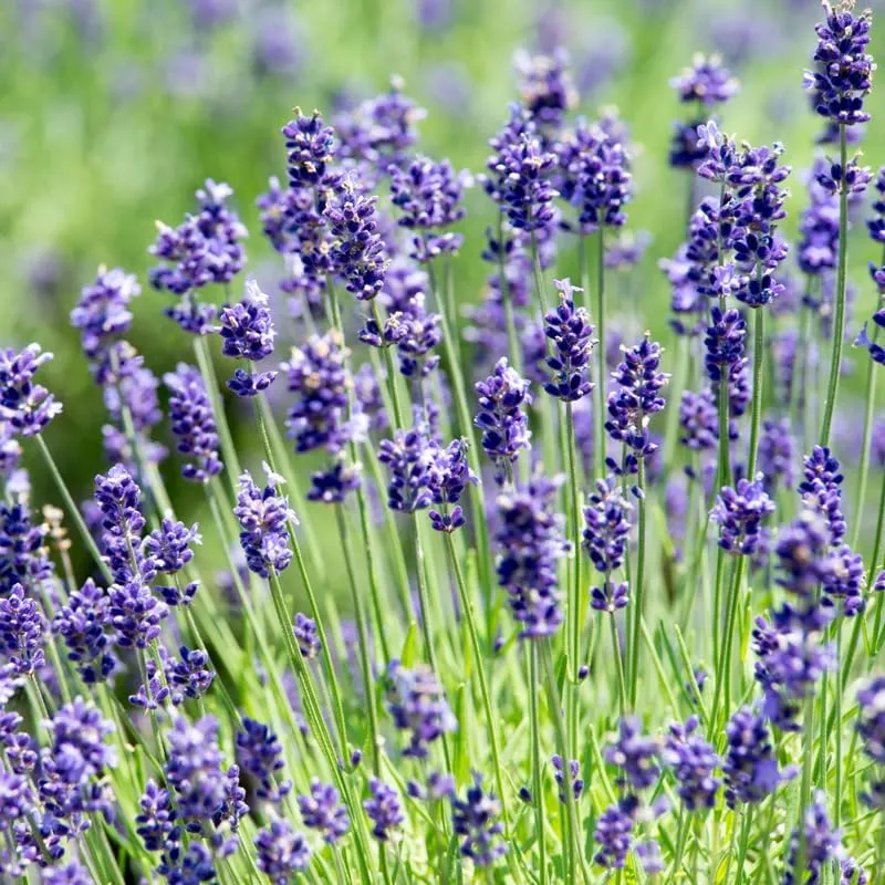 Lilac Lavender Seeds – Soft Pastel Blooms for Fragrant Gardens & Landscaping