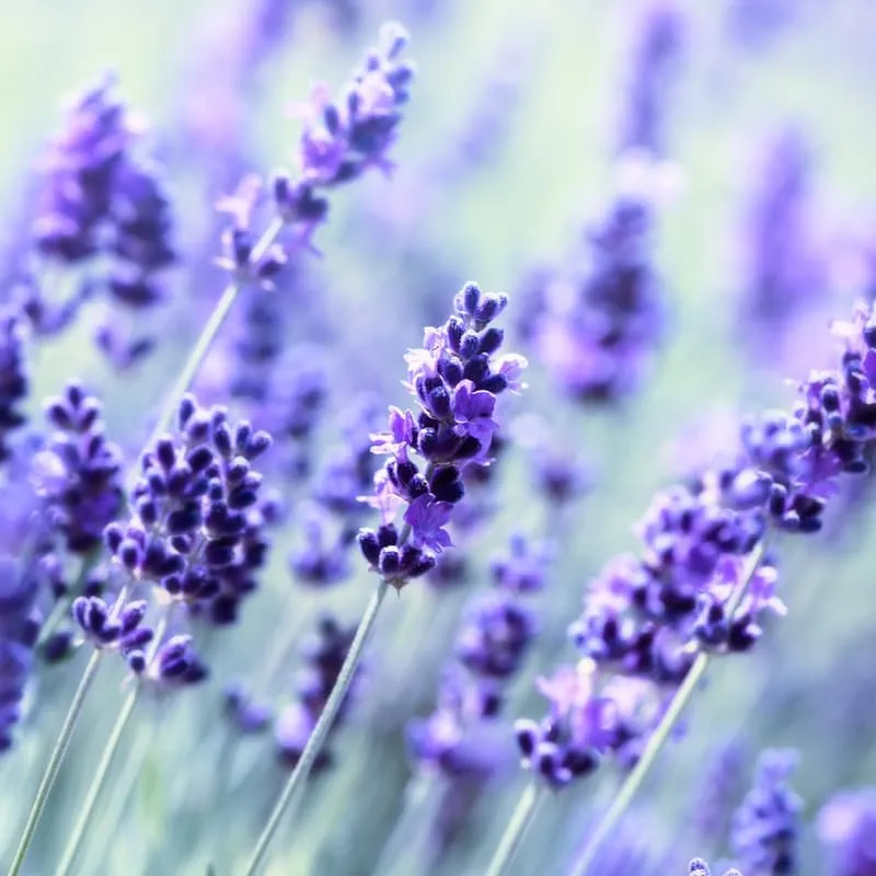 Lilac Lavender Seeds – Soft Pastel Blooms for Fragrant Gardens & Landscaping