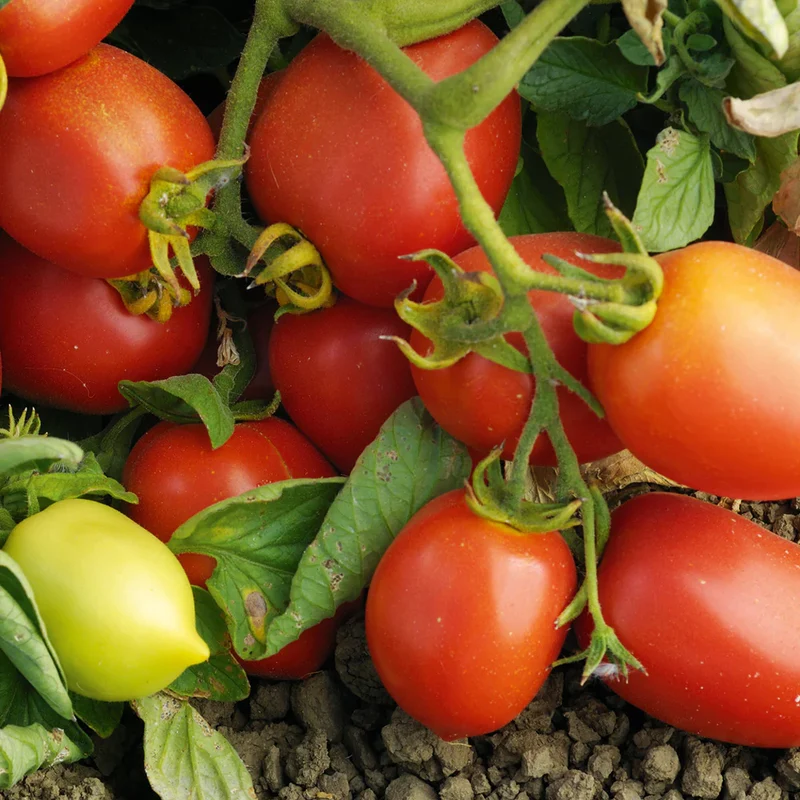 Viva Italia Tomato Seeds – High-Yield, Flavorful Paste Tomatoes