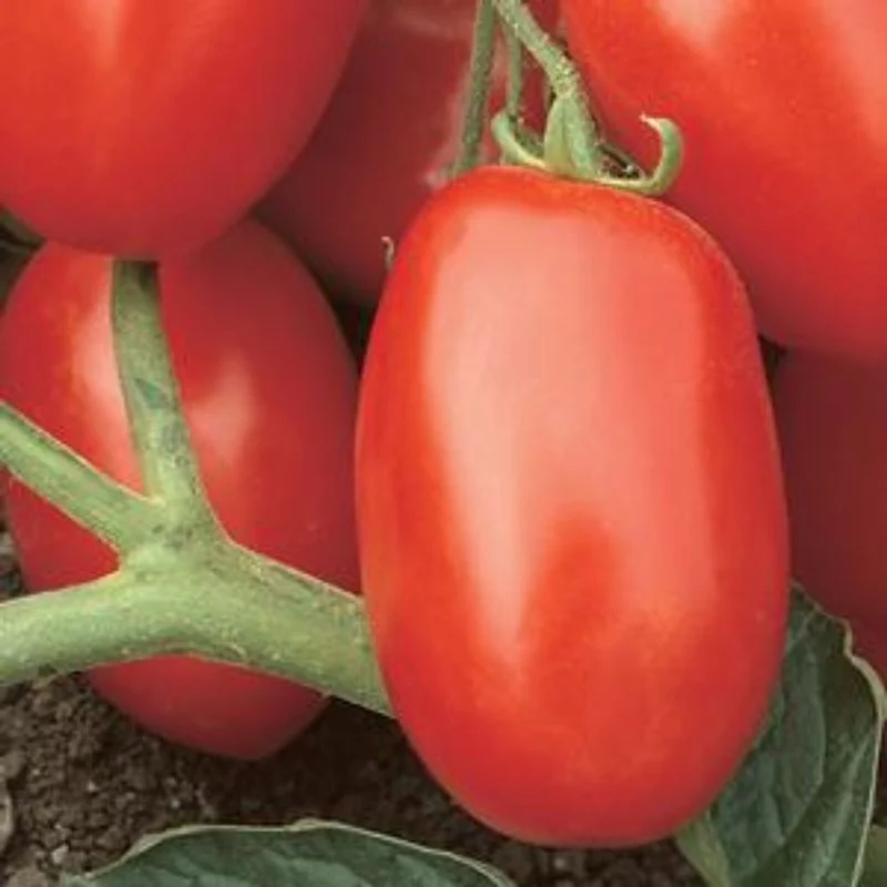 Viva Italia Tomato Seeds – High-Yield, Flavorful Paste Tomatoes