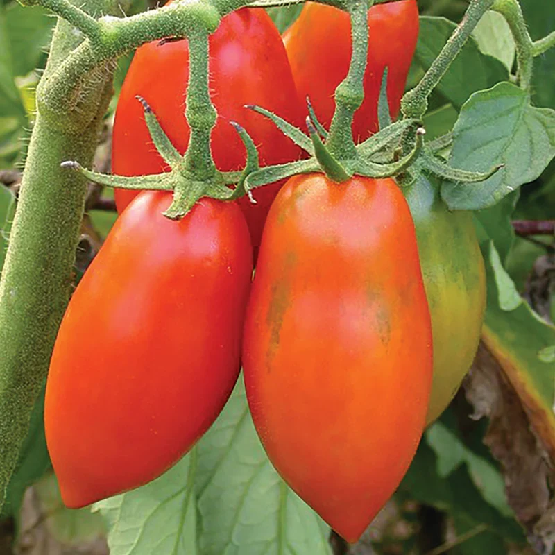 Opalka Tomato Seeds – Heirloom Paste Tomato for Rich, Flavorful Sauces