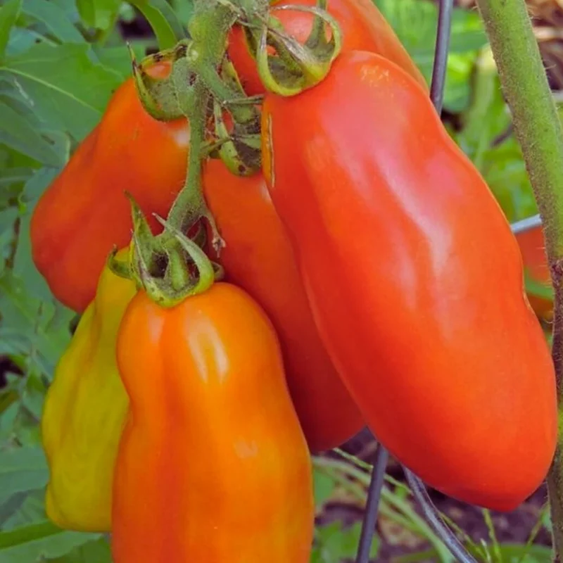 Opalka Tomato Seeds – Heirloom Paste Tomato for Rich, Flavorful Sauces