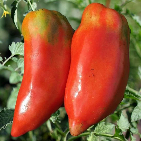Opalka Tomato Seeds – Heirloom Paste Tomato for Rich, Flavorful Sauces