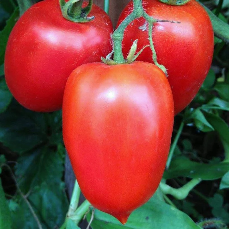 Amish Paste Tomato Seeds – Heirloom, Organic, High-Yielding & Flavorful