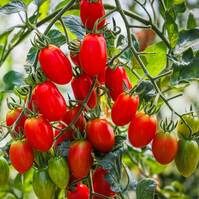 Roma VF Tomato Seeds – Disease-Resistant, High-Yield Paste Tomato