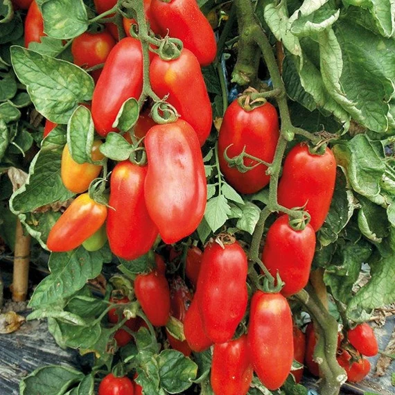San Marzano Tomato Seeds – Heirloom, Premium Quality for Rich & Flavorful Harvest