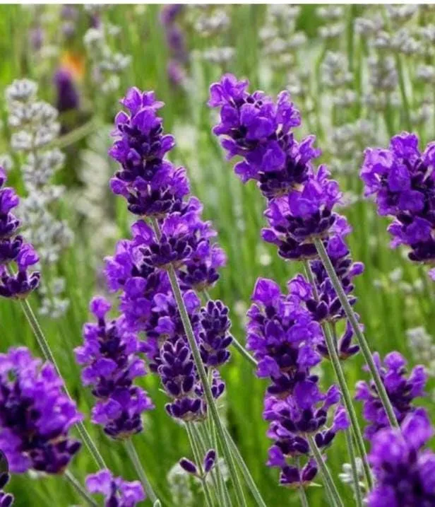 Deep Purple Lavender Seeds – Rich, Fragrant Blooms for Gardens & Landscaping