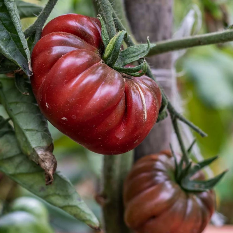 Black Krim Tomato Seeds – Heirloom, Organic & Flavorful - Grow Juicy Dark Tomatoes
