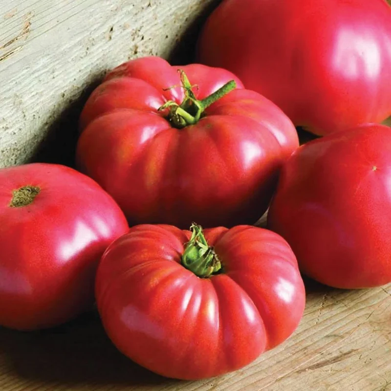 German Johnson Tomato Seeds – Heirloom, Large & Juicy, Ideal for Slicing & Sauces