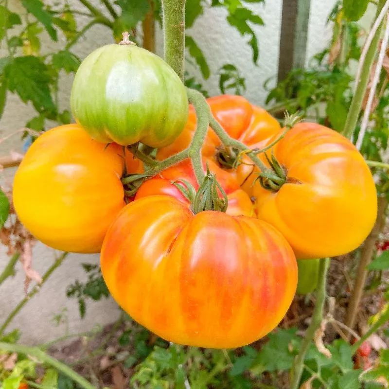 Pineapple Tomato Seeds – Heirloom, Sweet & Juicy Bicolor Tomatoes