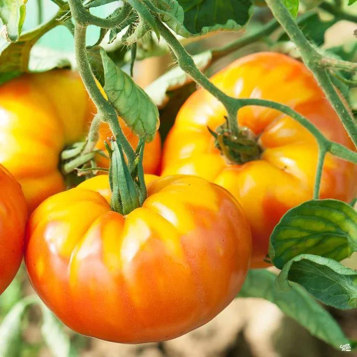 Pineapple Tomato Seeds – Heirloom, Sweet & Juicy Bicolor Tomatoes