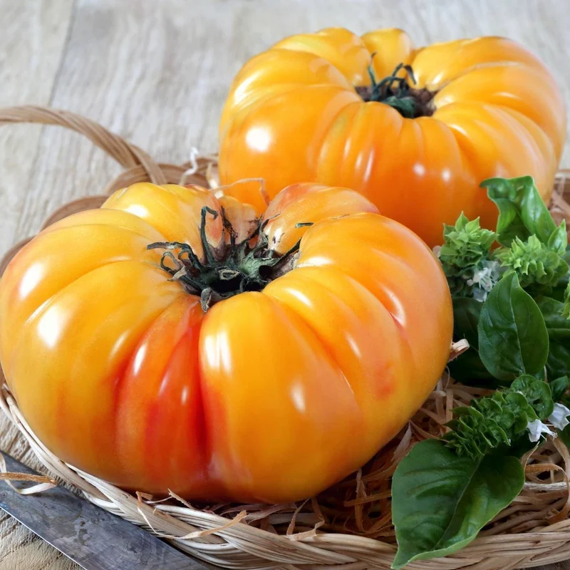 Pineapple Tomato Seeds – Heirloom, Sweet & Juicy Bicolor Tomatoes