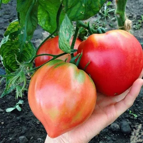 Oxheart Tomato Seeds – Heirloom, Large & Juicy Variety for Home Gardens