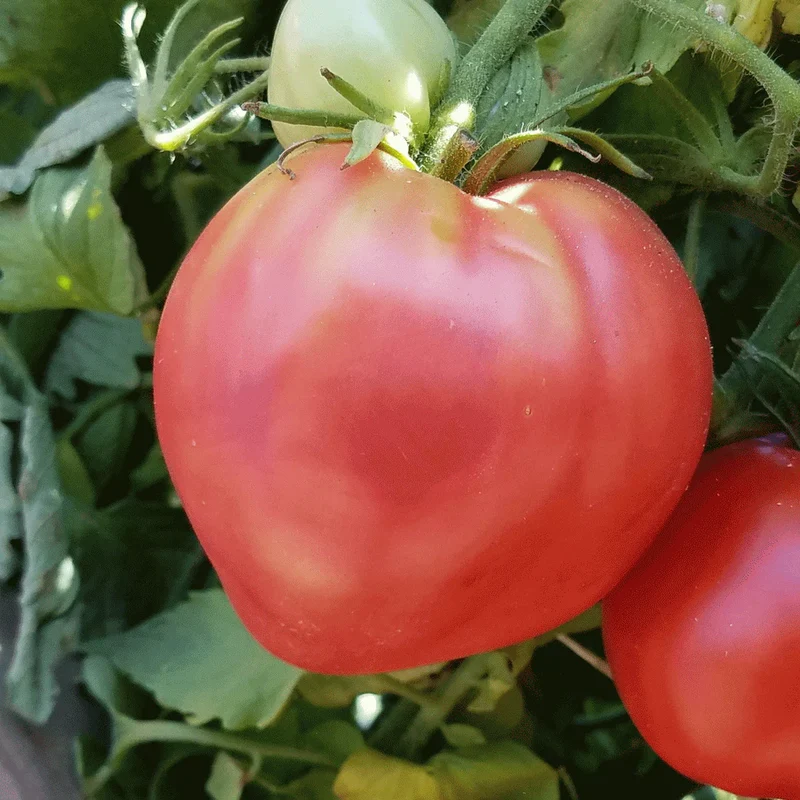 Oxheart Tomato Seeds – Heirloom, Large & Juicy Variety for Home Gardens