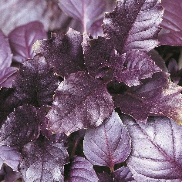 Purple Basil Seeds – Heirloom, Non-GMO, Aromatic & Flavorful Culinary Variety