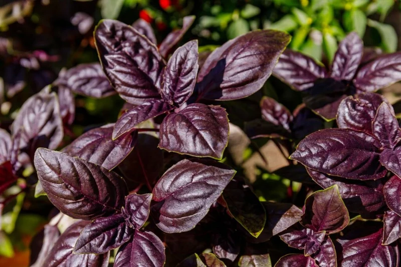 Purple Basil Seeds – Heirloom, Non-GMO, Aromatic & Flavorful Culinary Variety