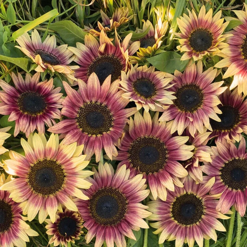 Sunflower Seeds (Strawberry Blonde Sunflower Seeds) - Unique Rose-Tinted Blooms for Gardens
