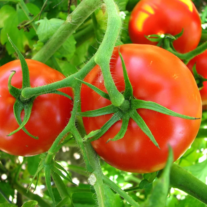 Big Boy Tomato Seeds – High-Yield, Juicy & Flavorful Tomatoes