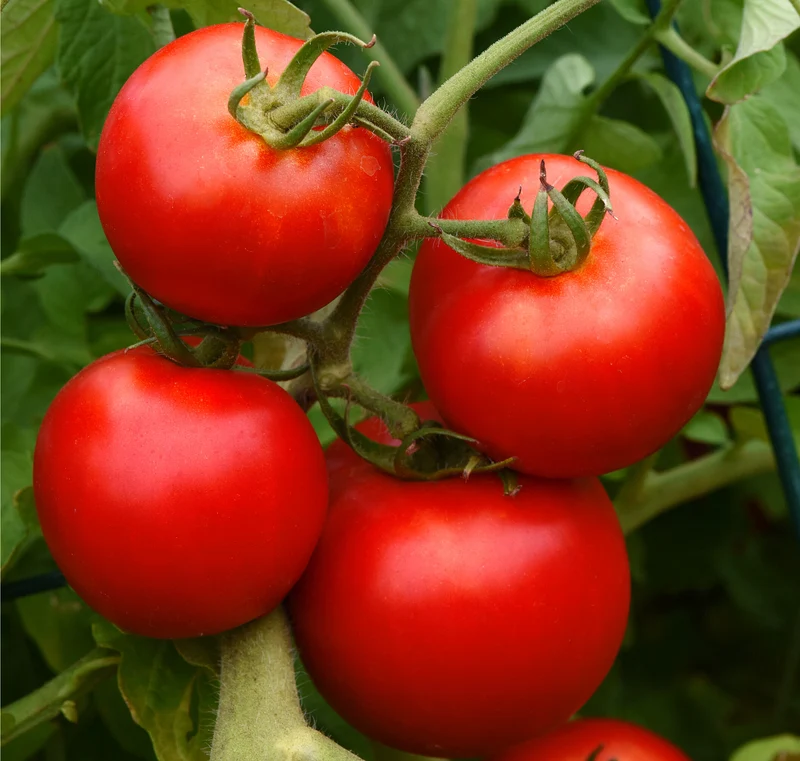 Big Boy Tomato Seeds – High-Yield, Juicy & Flavorful Tomatoes