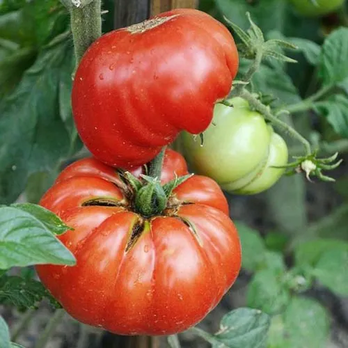 Mortgage Lifter Tomato Seeds – Heirloom, Large & Juicy Beefsteak Tomatoes