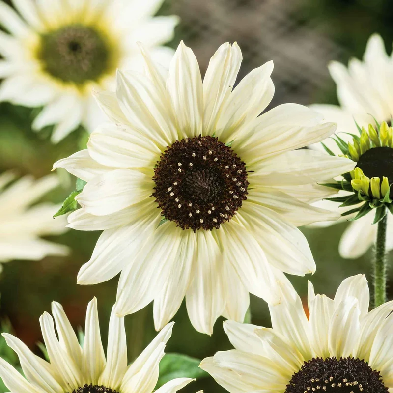 Italian White Sunflower Seeds – Elegant Creamy Blooms for Gardens & Bouquets