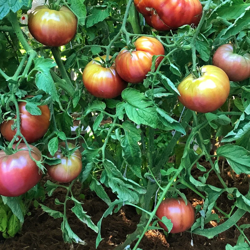 Cherokee Purple Tomato Seeds – Heirloom, Juicy & Rich Flavor