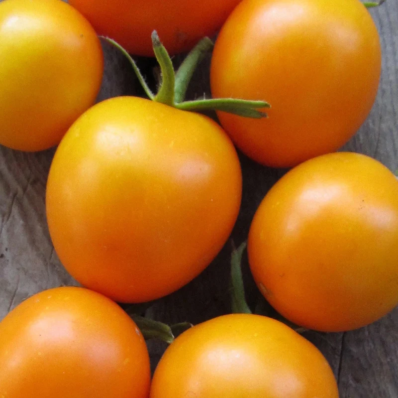 Jaune Flammée Tomato Seeds – Heirloom, Organic, Sweet & Tangy Flavor