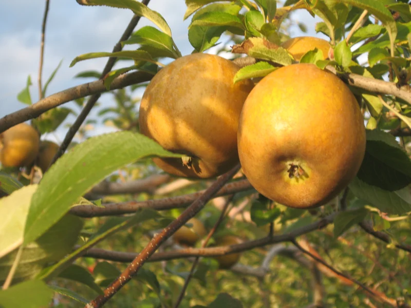 Golden Russet Apple Seeds for Planting – Sweet, Crisp & Aromatic Heirloom Apples