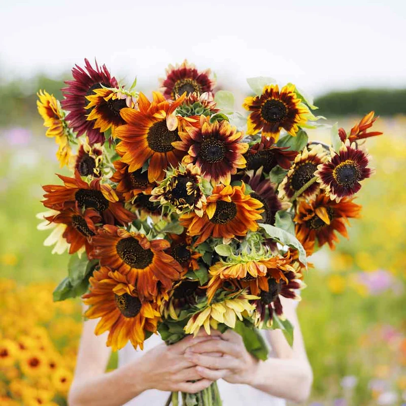 Autumn Beauty Sunflower Seeds – Multi-Colored Garden Blooms