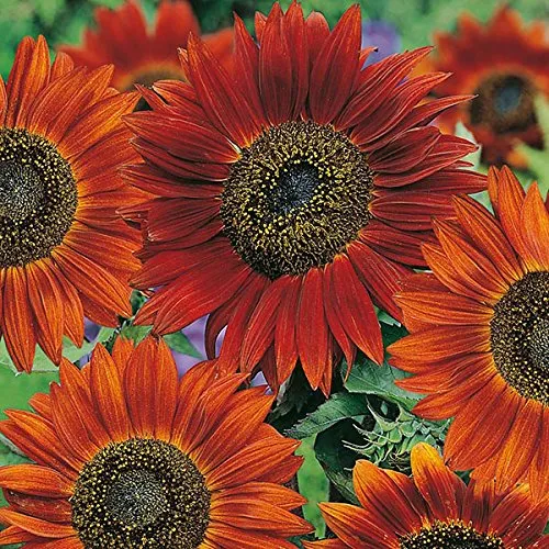 Autumn Beauty Sunflower Seeds – Multi-Colored Garden Blooms