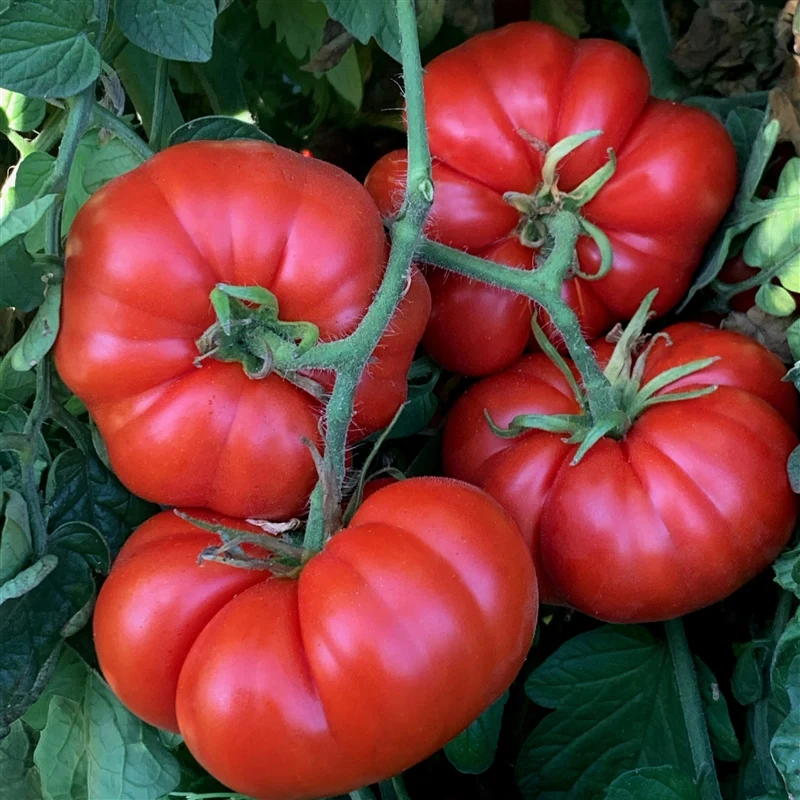 Marmande Tomato Seeds – Heirloom Variety for Juicy & Flavorful Harvests