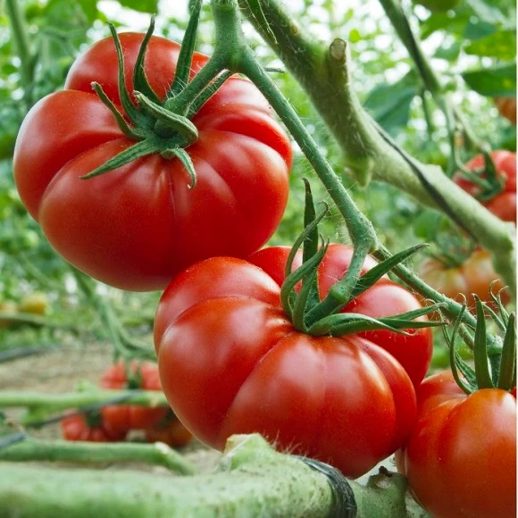 Marmande Tomato Seeds – Heirloom Variety for Juicy & Flavorful Harvests